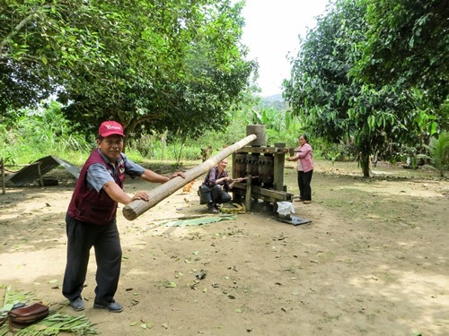 Local Bolivian man turning the sugar cane press.