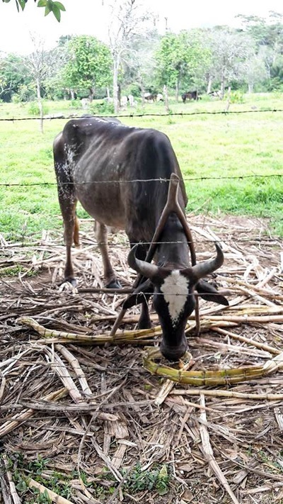 Cow grazing in the jungle.