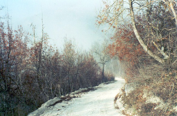 A winding road through a forest in Bosnia.