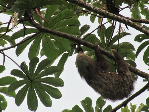 Sloth near Arenal Falls, Costa Rica.