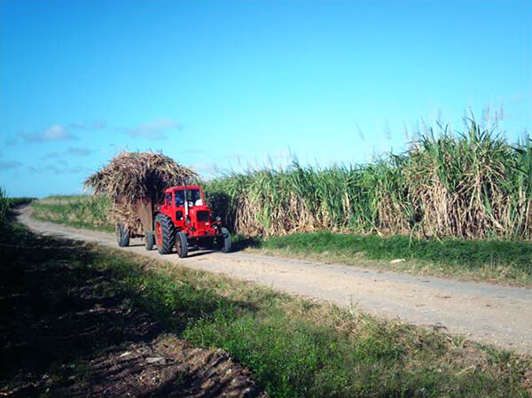 Harvesting the sugarcane in Cuba.