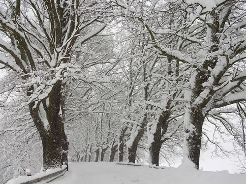 Winter in the Czech Republic with snow-covered trees.