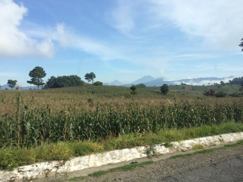 Cornstalk field in Guatemala.