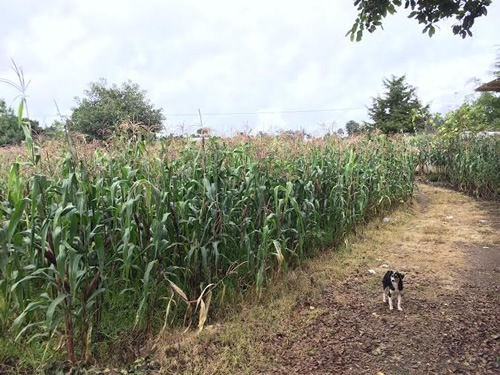 Fields of cornstalk in Guatemala.