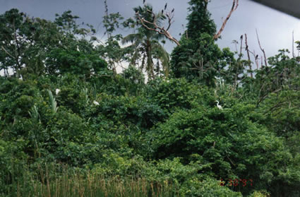 Jungle off the Caribbean coast of Guatemala.