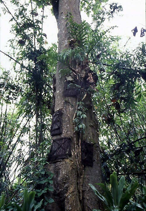 Baby Grave Tree in Tana Toraja, Indonesia