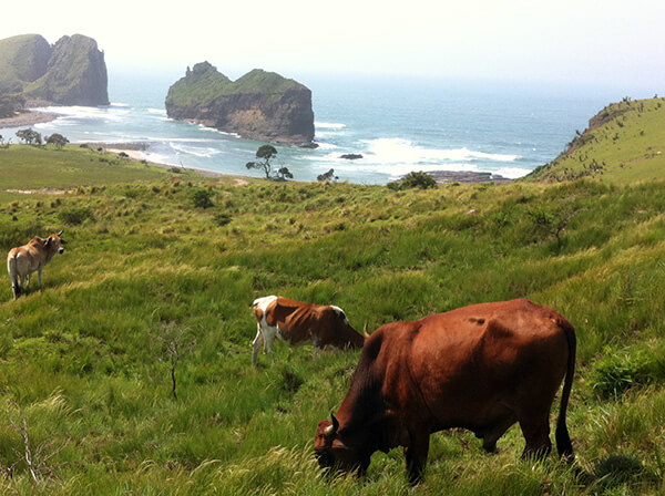 Cows in the pature before slaughter.