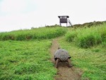 Saving the Galapagos Islands.