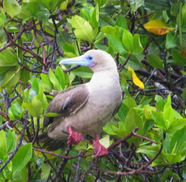 Galapagos red-footed booby