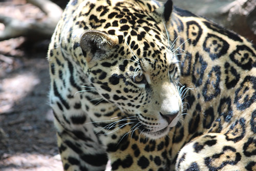 Jaguar in Brazil.