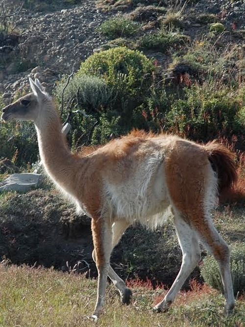 Guanaco in Patagonia.