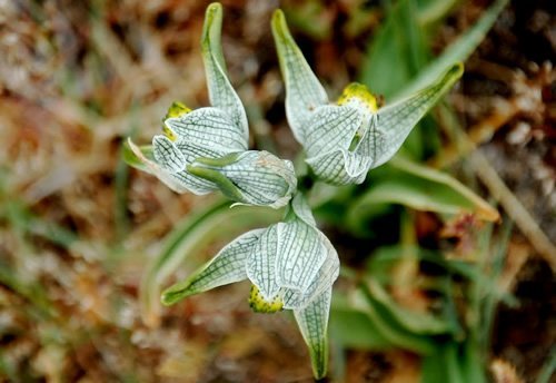 Orchid in El Chalten, Patagonia, Argentina.