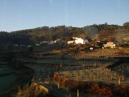 Vinyard in Portugal