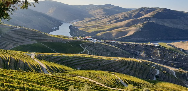 Terraced vineyards in the Doura Valley of Portugal.