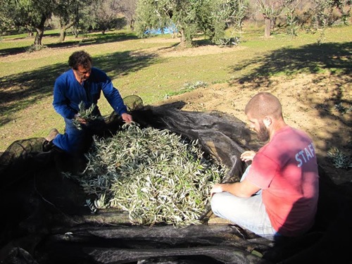 Farm work: Harvesting olives in Spain.