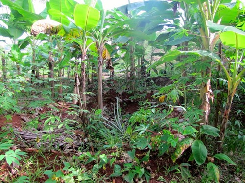 Farm jobs: A permaculture forest