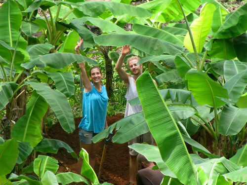 Farmhands doing permaculture work in a jungle.