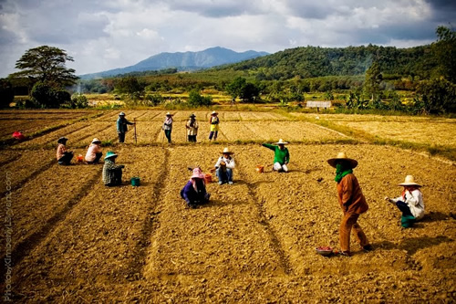 Motorbiking outside of Chiang Mai and seeing farmers.