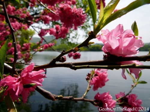 Pink flowers blooming along a river in Hangzhou, China.