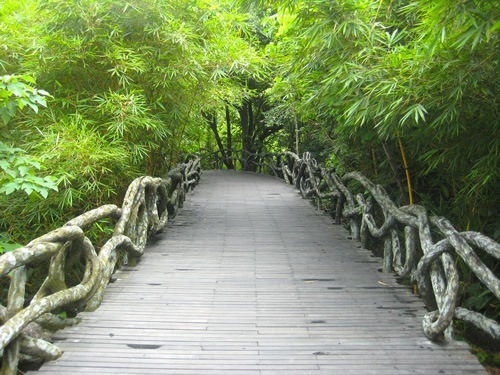 Rainforest in China