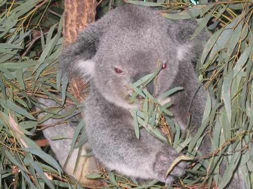 Koala park in Australia