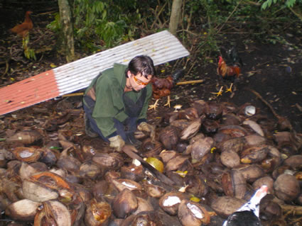 Chopping coconuts abroad
