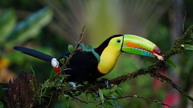 A toucan perched on a tree limb in a rainforest in Costa Rica.