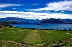 Fruit Picking in New Zealand