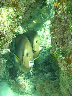 Angelfish in Mexico