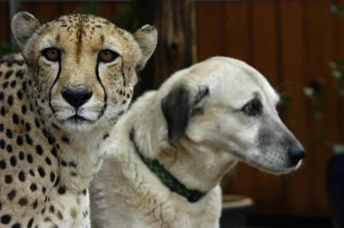 volunteer with cheetahs and guarding dogs