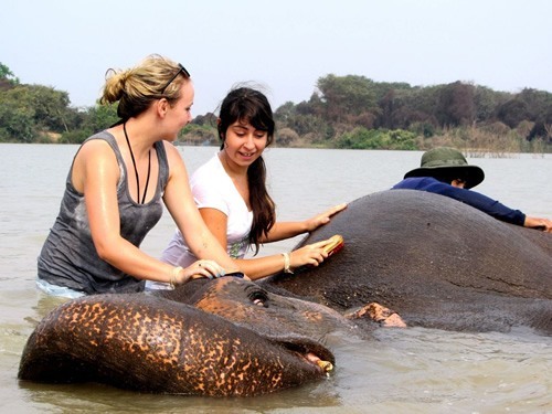 10 Volunteer Endangered Animal Projects Abroad