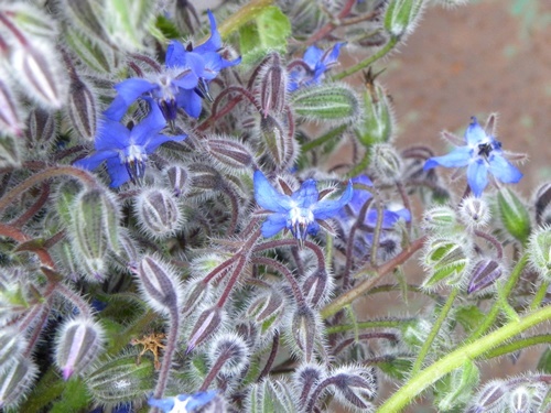 Colorful wild borage, a widely used herb, on the farm.