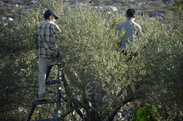 Palestinians picking olives.