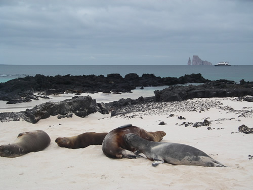 Teen volunteering to save seals in Galapagos