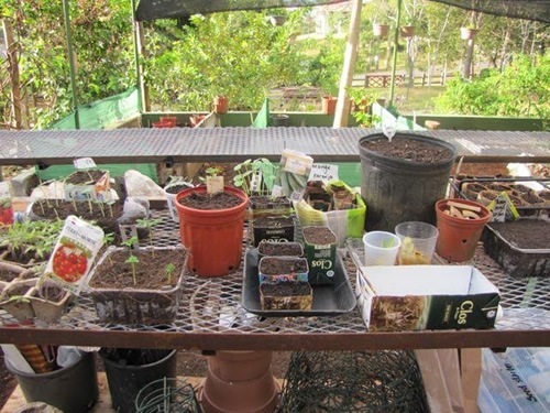 Volunteer Farm Work - Mixed Seedlings