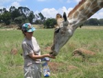 Volunteer caring for a giraffe