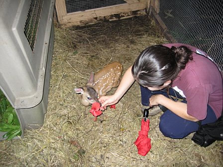 Caring for a doe