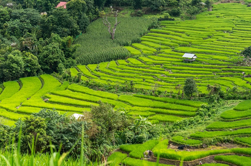 Rice fields not far from Chiang Mai