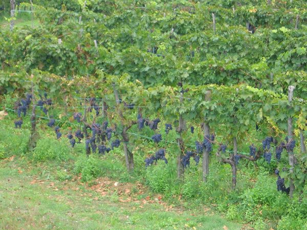 The Chianti region of Tuscany