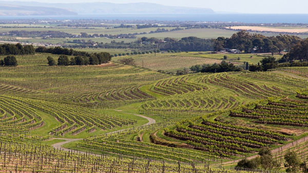 Vineyards in South Australia