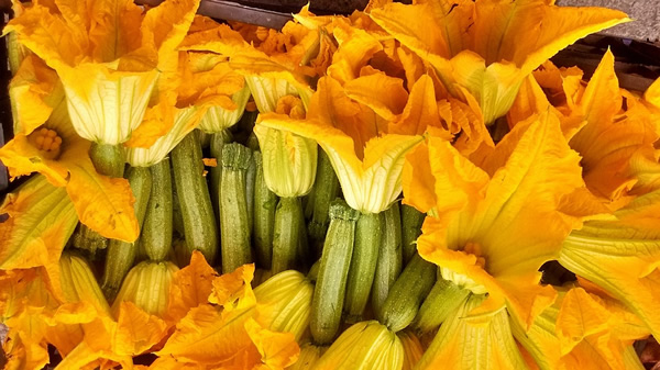 Zucchini flowers are a delicacy that are a big part of Italian cooking