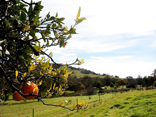 Australia farm