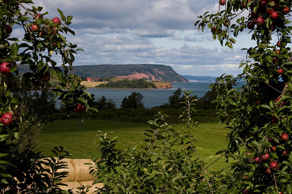 Apple trees on a farm in Canada