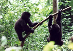 Gorillas in Uganda