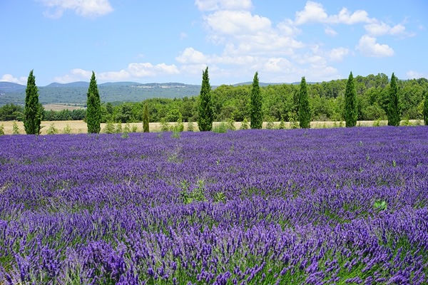 Provence lavender fields