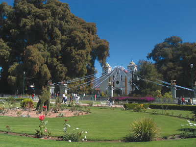 Arbol del Tule tree in Mexico.