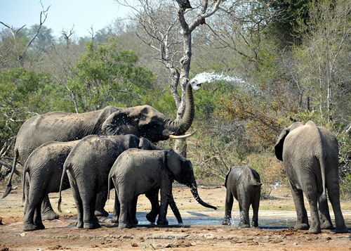 A herd of elephants spotted