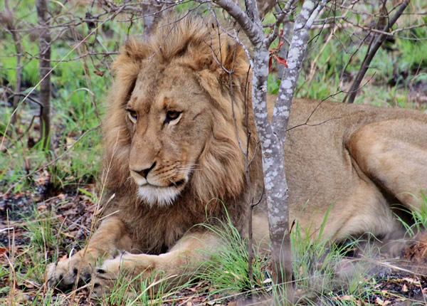 Lion at Kruger Park in South Africa