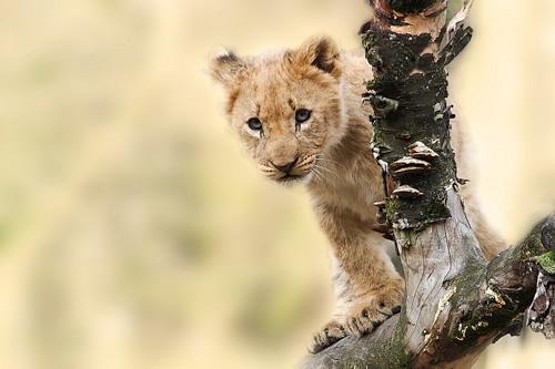 Lion cub