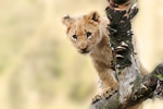 Volunteer in South Africa with lions